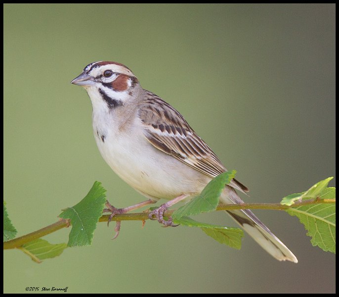_5SB2952 lark sparrow.jpg